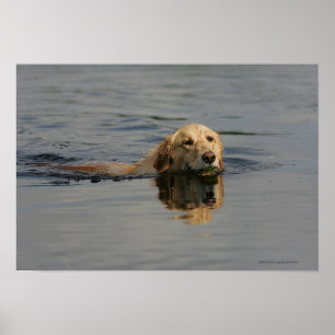 Poster Golden retriever nageant