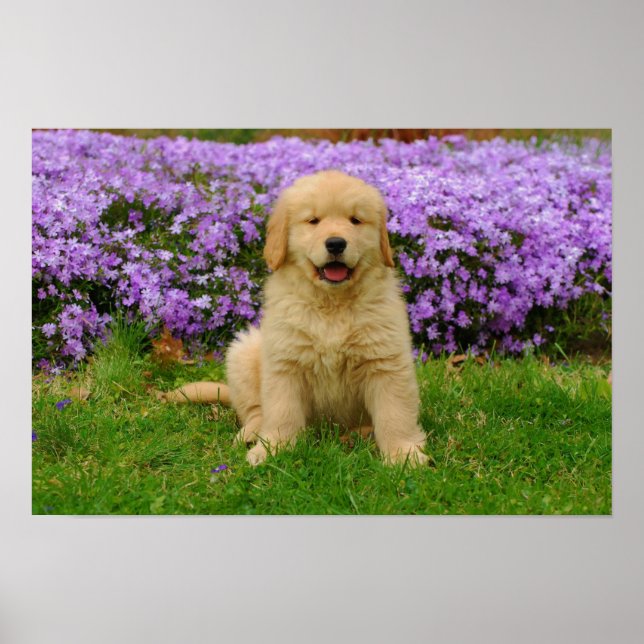 Poster Golden Retriever Puppy in bed of Lavender Phlox (Devant)