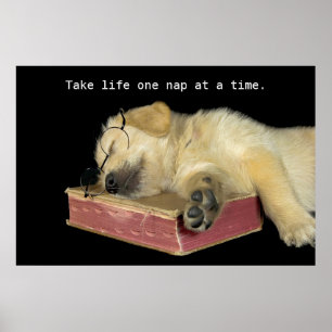 Poster Golden Retriever Puppy sur le livre