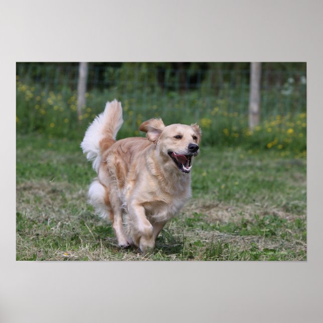 Poster Golden Retriever Running 1 (Devant)