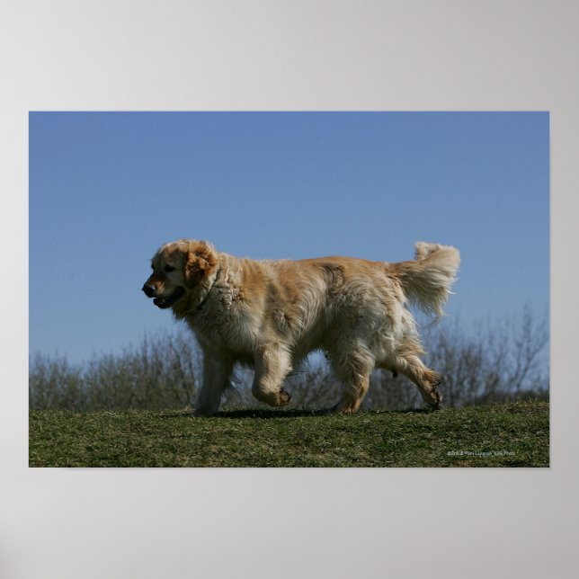 Poster Golden Retriever Running 3 (Devant)