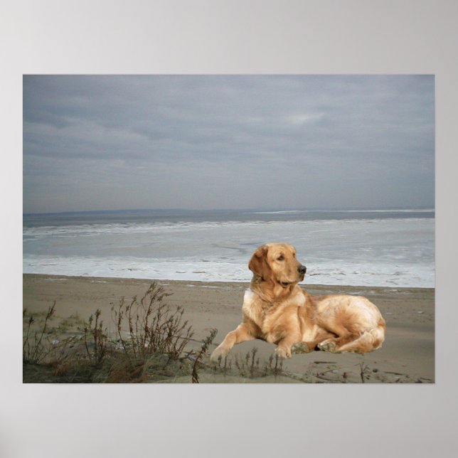 Poster Golden Retriever Sur La Plage Imprimer (Devant)