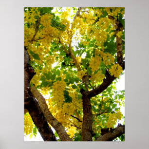 Poster Golden Shower Tree