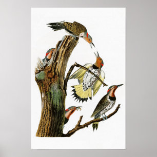 Poster Golden-winged Woodpecker Audubon Birds of America