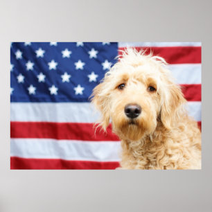 Poster Goldendoodle avec drapeau américain