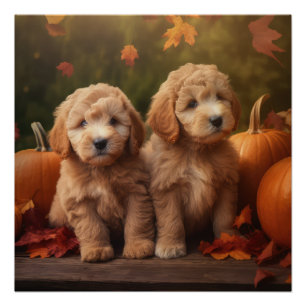 Poster Goldendoodle Chiot Automne Citrouille délice