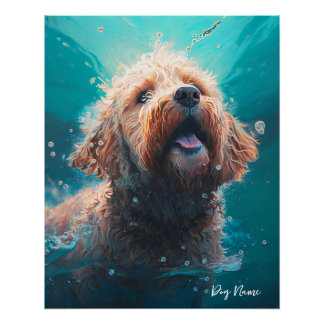 Poster Goldendoodle dog swimming in water 008