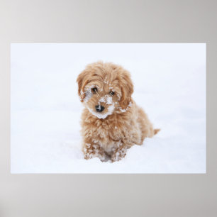 Poster Goldendoodle Puppy With Snow On Face