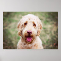 Goldendoodle souriant
