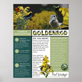 Poster Goldenrod Les idées fausses et les faits