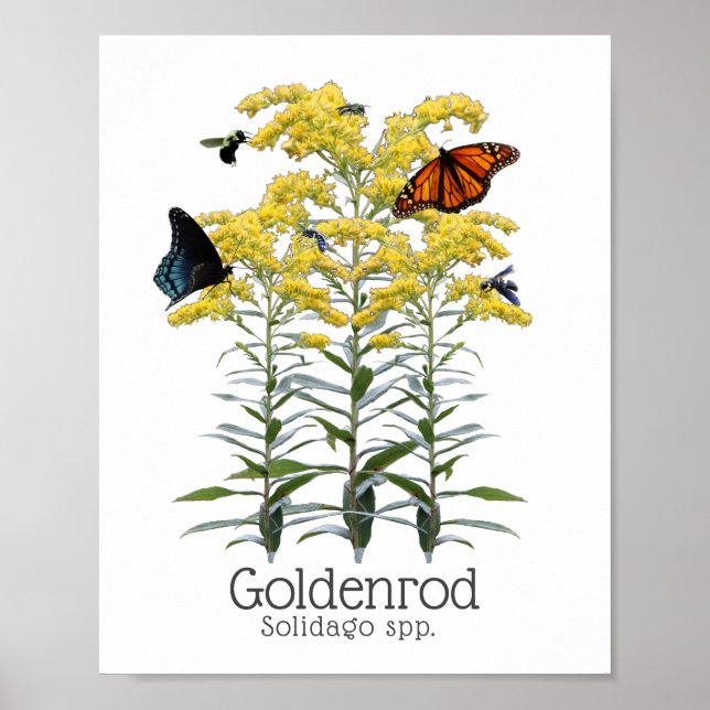 Poster Goldenrod Solidago Fleur sauvage et pollueurs (Devant)