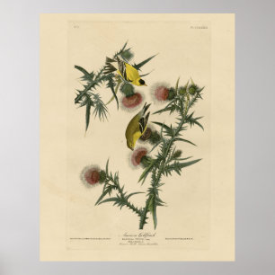 Poster Goldfinch américain d'Audubon's Birds of America