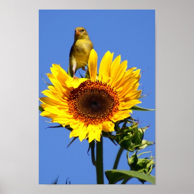 Poster Goldfinch américain sur tournesol (Devant)
