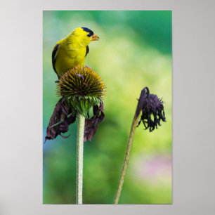 Poster Goldfinch Atop of Cone Flower