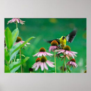 Poster Goldfinch (Spinus tristis) Atterrissage sur un con