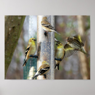 Poster Goldfinches au chargeur