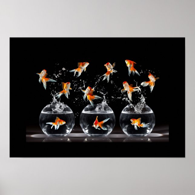 Poster-Goldfish Poster (Front)