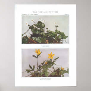 Poster Goldthread - Coptis trifolia