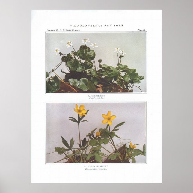 Poster Goldthread - Coptis trifolia (Devant)
