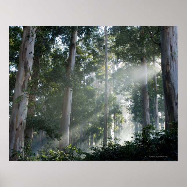 Poster Gommes (Eucalyptus) dans la forêt tropicale Tokai (Devant)