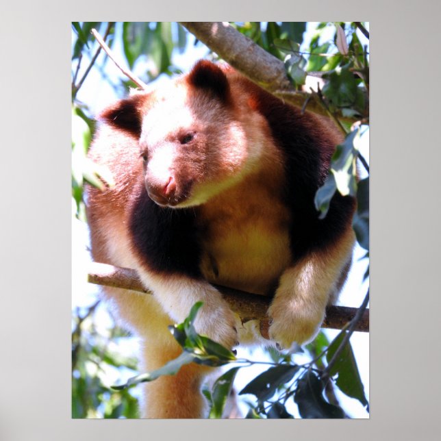 Poster Goodfellow's Tree Kangaroo (Devant)