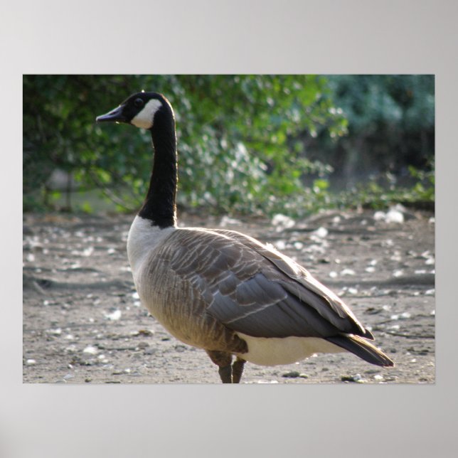 Poster Gooing around Canada Goose Print (Devant)