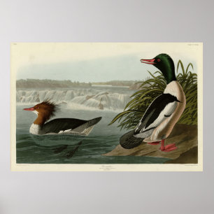 Poster Goosander (Merganser commun) Oiseaux d'Audubon