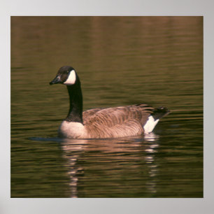 Poster - GOOSE