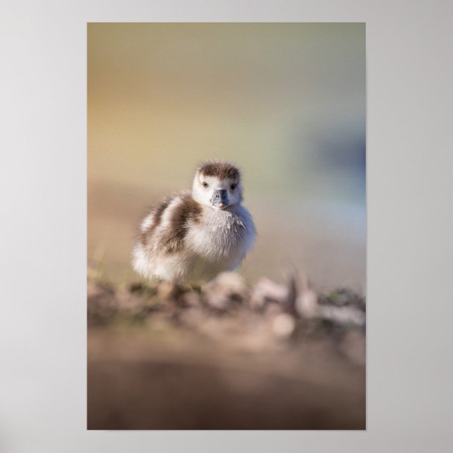 Poster Goose Chick Nature Photo (Devant)