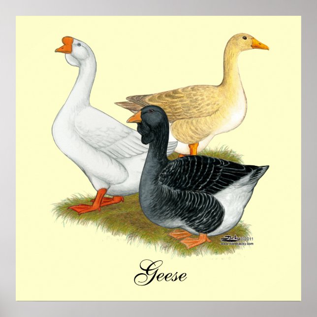 Poster Goose Trio (Devant)