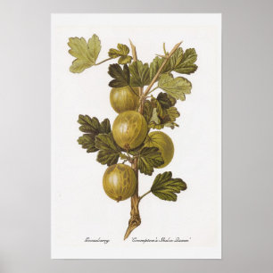 Poster Gooseberry 'Crompton's Sheba Queen'