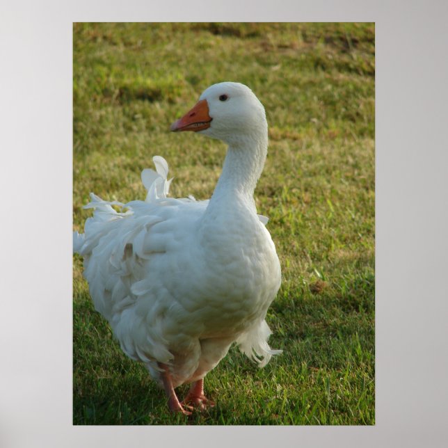 Poster Goosey (Devant)