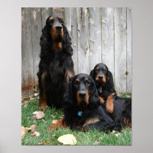 Poster Gordon Setter Generations Canvas Imprimer