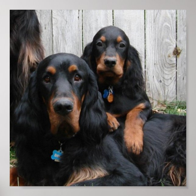 Poster Gordon Setter Pals Canvas Imprimer (Devant)