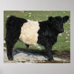 Poster Gorgeous Belge Galloway Steer Cutout Beltie Farm