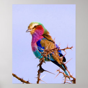 Poster Gorgeous Lilac-Breasted Roller African Bird