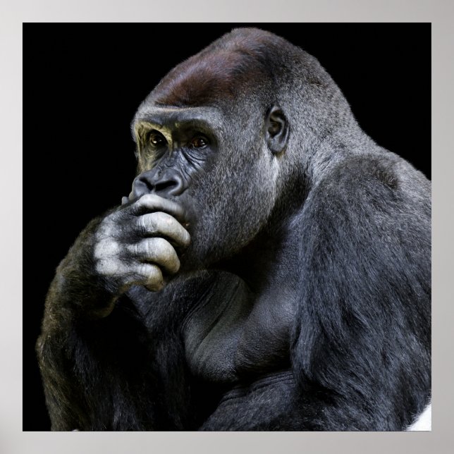 Poster Gorilla (Devant)