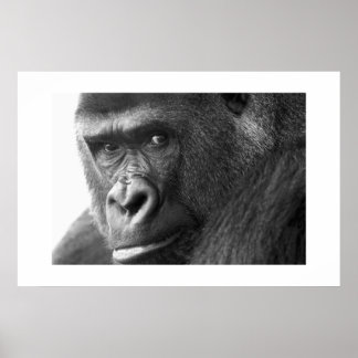 Poster Gorilla #1