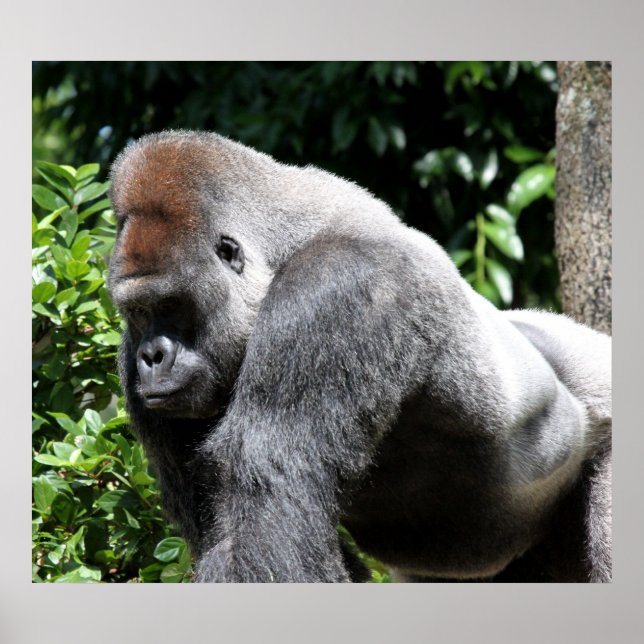 Poster Gorilla Argent Back (Devant)