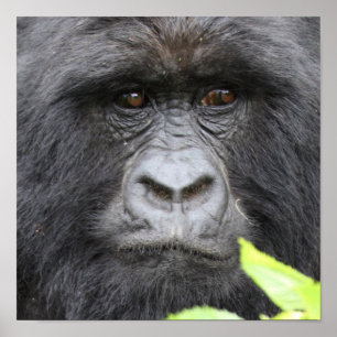 Poster Gorilla de montagne