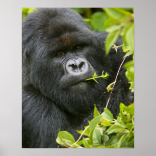 Poster Gorilla de Silverback Mountain