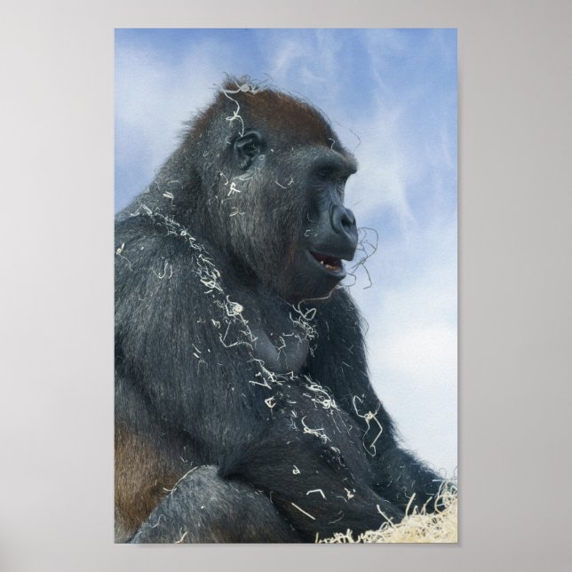 Poster Gorilla devient désagréable (Devant)
