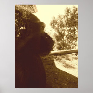 Poster Gorilla Dreams