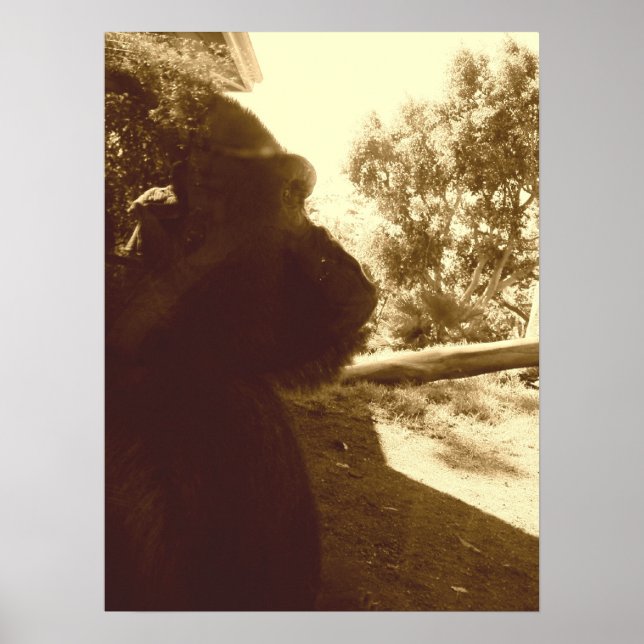 Poster Gorilla Dreams (Devant)