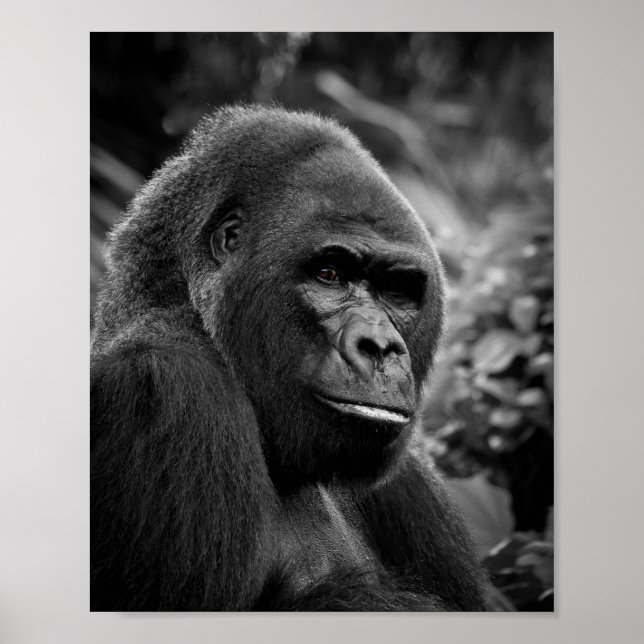 Poster Gorilla Gros Portrait Noir Et Blanc (Devant)