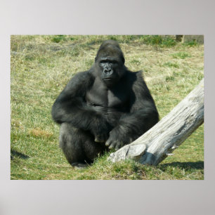 Poster Gorilla Lowland