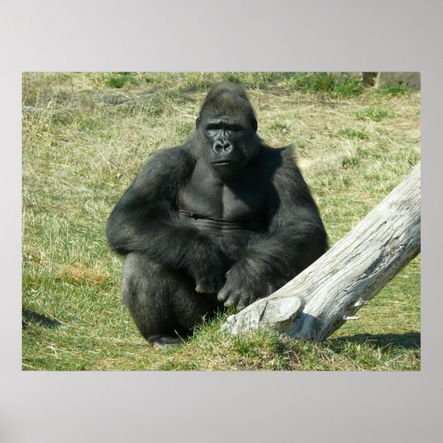 Poster Gorilla Lowland (Devant)