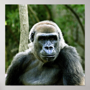 Poster Gorilla Profile Print