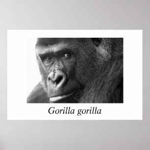Poster Gorille-#1-Gorilla gorilla