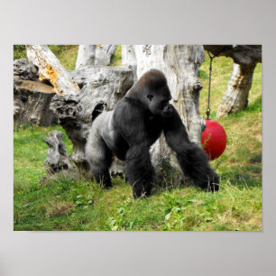 Poster gorille argentée de Lowland